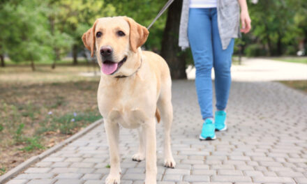 Ponte saludable, Consigue un perro y Activa tu mente